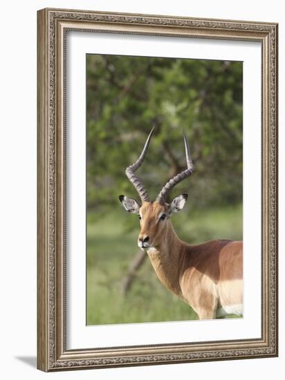 African Impala 12-Bob Langrish-Framed Photographic Print