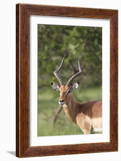 African Impala 12-Bob Langrish-Framed Photographic Print