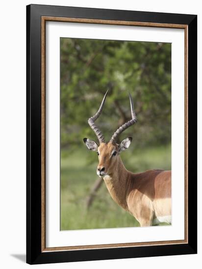 African Impala 12-Bob Langrish-Framed Photographic Print