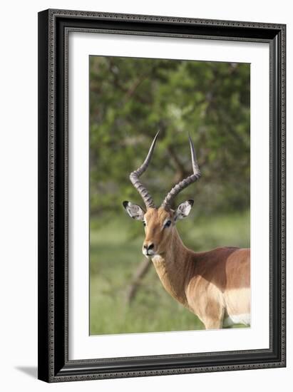 African Impala 12-Bob Langrish-Framed Photographic Print