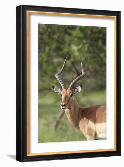 African Impala 12-Bob Langrish-Framed Photographic Print