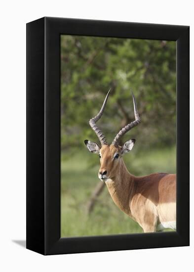 African Impala 12-Bob Langrish-Framed Premier Image Canvas