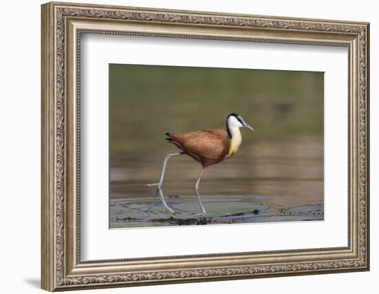 African jacana (Actophilornis africanus), Chobe River, Botswana-Ann and Steve Toon-Framed Photographic Print