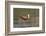 African jacana (Actophilornis africanus), Chobe River, Botswana-Ann and Steve Toon-Framed Photographic Print