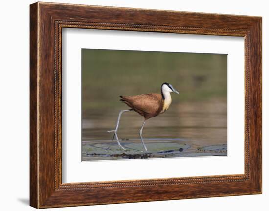 African jacana (Actophilornis africanus), Chobe River, Botswana-Ann and Steve Toon-Framed Photographic Print