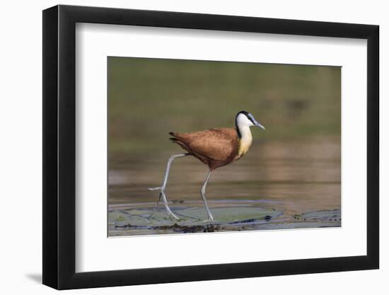 African jacana (Actophilornis africanus), Chobe River, Botswana-Ann and Steve Toon-Framed Photographic Print