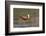 African jacana (Actophilornis africanus), Chobe River, Botswana-Ann and Steve Toon-Framed Photographic Print