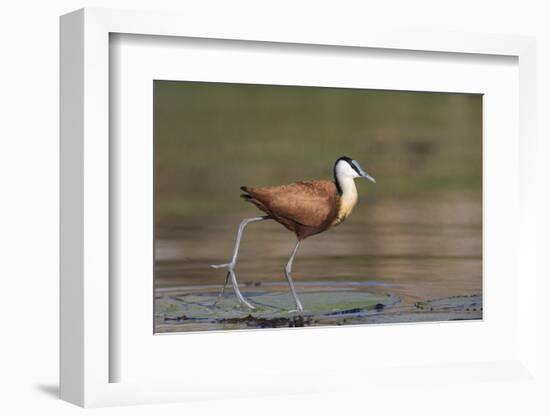 African jacana (Actophilornis africanus), Chobe River, Botswana-Ann and Steve Toon-Framed Photographic Print