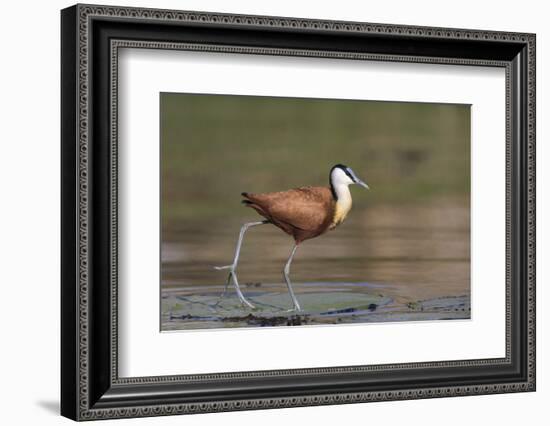 African jacana (Actophilornis africanus), Chobe River, Botswana-Ann and Steve Toon-Framed Photographic Print