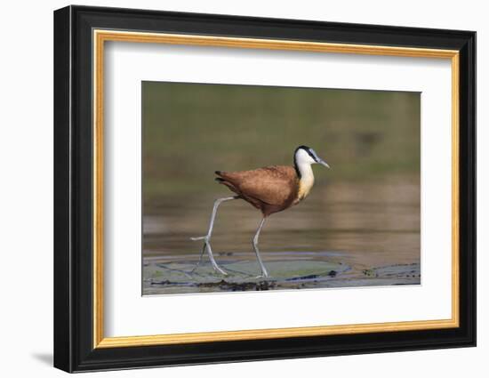 African jacana (Actophilornis africanus), Chobe River, Botswana-Ann and Steve Toon-Framed Photographic Print