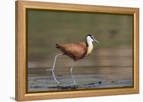 African jacana (Actophilornis africanus), Chobe River, Botswana-Ann and Steve Toon-Framed Premier Image Canvas