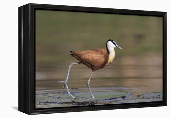 African jacana (Actophilornis africanus), Chobe River, Botswana-Ann and Steve Toon-Framed Premier Image Canvas