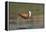 African jacana (Actophilornis africanus), Chobe River, Botswana-Ann and Steve Toon-Framed Premier Image Canvas
