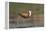 African jacana (Actophilornis africanus), Chobe River, Botswana-Ann and Steve Toon-Framed Premier Image Canvas