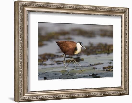 African jacana (Actophilornis africanus), Chobe River, Botswana-Ann and Steve Toon-Framed Photographic Print