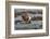 African jacana (Actophilornis africanus), Chobe River, Botswana-Ann and Steve Toon-Framed Photographic Print