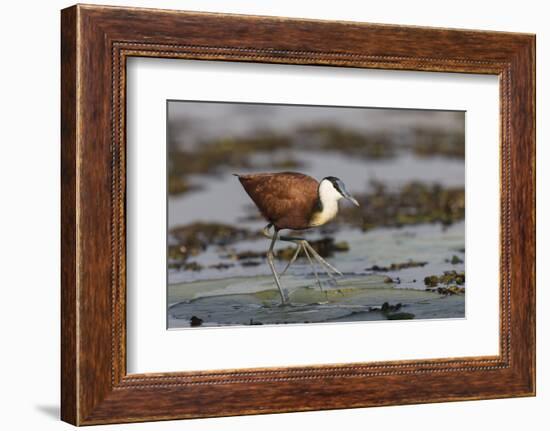 African jacana (Actophilornis africanus), Chobe River, Botswana-Ann and Steve Toon-Framed Photographic Print