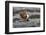 African jacana (Actophilornis africanus), Chobe River, Botswana-Ann and Steve Toon-Framed Photographic Print