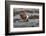 African jacana (Actophilornis africanus), Chobe River, Botswana-Ann and Steve Toon-Framed Photographic Print