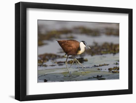 African jacana (Actophilornis africanus), Chobe River, Botswana-Ann and Steve Toon-Framed Photographic Print