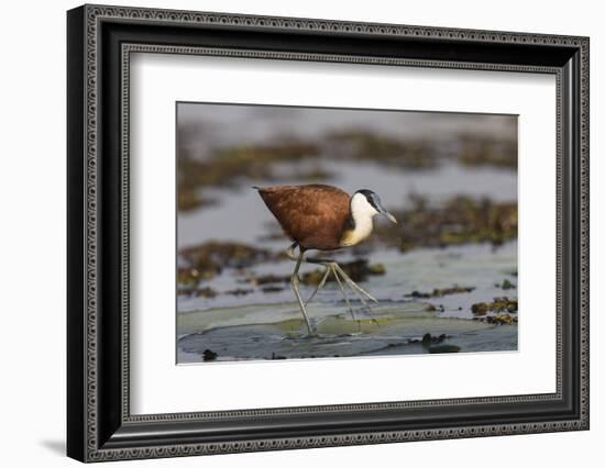 African jacana (Actophilornis africanus), Chobe River, Botswana-Ann and Steve Toon-Framed Photographic Print