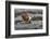 African jacana (Actophilornis africanus), Chobe River, Botswana-Ann and Steve Toon-Framed Photographic Print