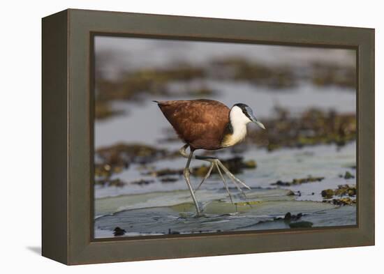 African jacana (Actophilornis africanus), Chobe River, Botswana-Ann and Steve Toon-Framed Premier Image Canvas