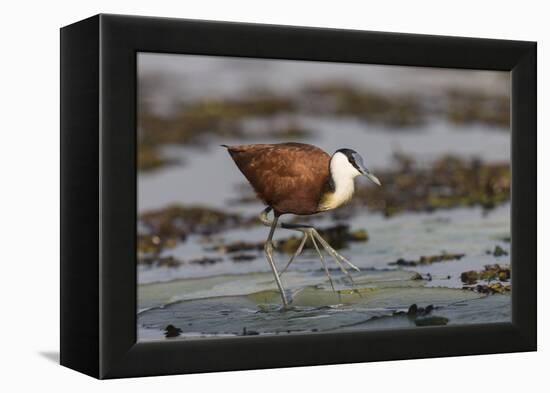 African jacana (Actophilornis africanus), Chobe River, Botswana-Ann and Steve Toon-Framed Premier Image Canvas