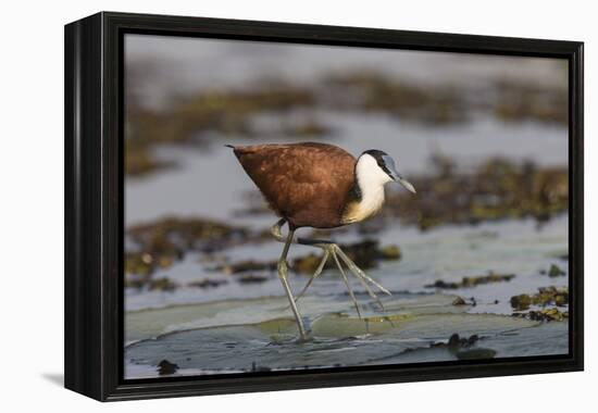 African jacana (Actophilornis africanus), Chobe River, Botswana-Ann and Steve Toon-Framed Premier Image Canvas