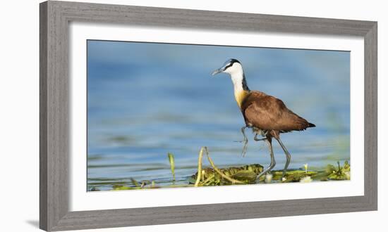 African Jacana (Actophilornis Africanus) Male Holding His Youngsters Safely under His Wings-Wim van den Heever-Framed Photographic Print