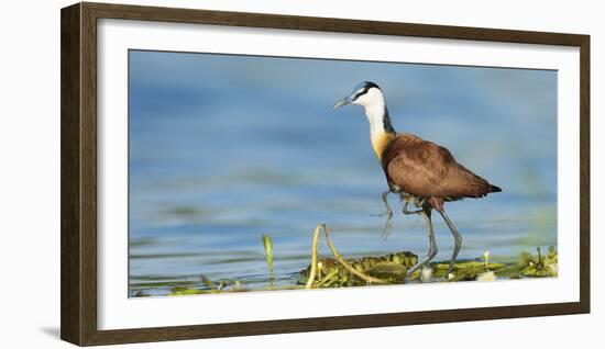 African Jacana (Actophilornis Africanus) Male Holding His Youngsters Safely under His Wings-Wim van den Heever-Framed Photographic Print