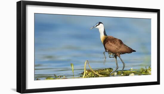 African Jacana (Actophilornis Africanus) Male Holding His Youngsters Safely under His Wings-Wim van den Heever-Framed Photographic Print
