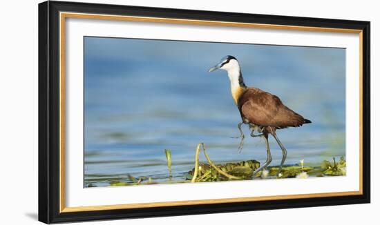 African Jacana (Actophilornis Africanus) Male Holding His Youngsters Safely under His Wings-Wim van den Heever-Framed Photographic Print