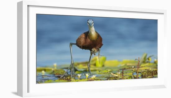 African Jacana (Actophilornis Africanus) Male Holding His Youngsters Safely under His Wings-Wim van den Heever-Framed Photographic Print