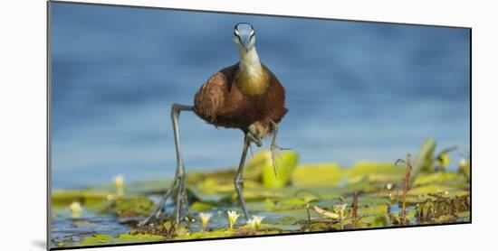 African Jacana (Actophilornis Africanus) Male Holding His Youngsters Safely under His Wings-Wim van den Heever-Mounted Photographic Print