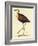 African Jacana, Actophilornis Africanus-William Swainson-Framed Giclee Print