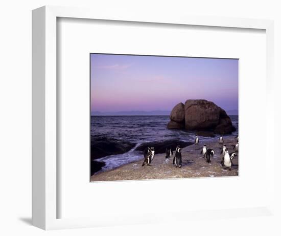 African (Jackass) Penguins, (Sphensiscus Demersus), Cape Town, South Africa, Africa-Thorsten Milse-Framed Photographic Print