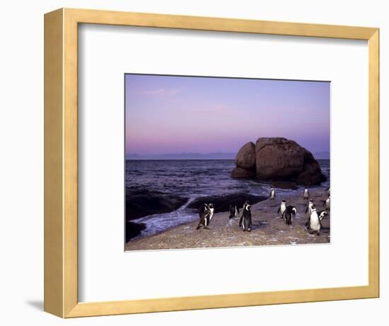 African (Jackass) Penguins, (Sphensiscus Demersus), Cape Town, South Africa, Africa-Thorsten Milse-Framed Photographic Print