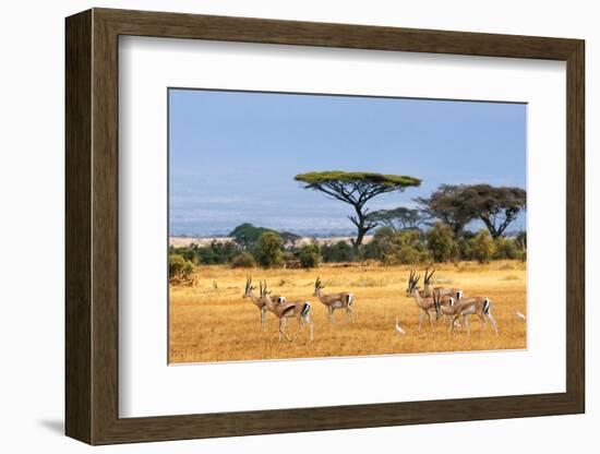 African Landscape with Gazelles, Amboseli, Kenya-Oleg Znamenskiy-Framed Photographic Print