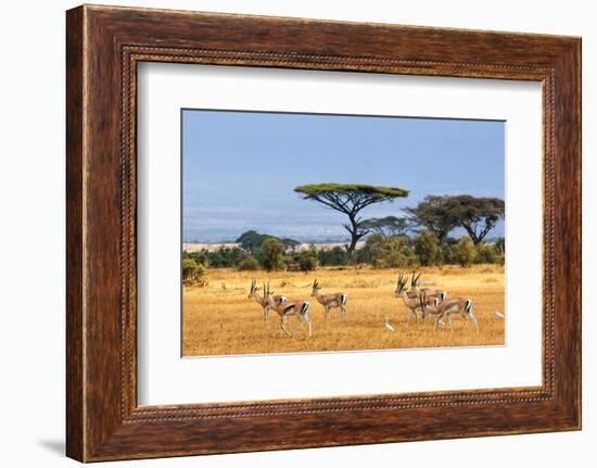 African Landscape with Gazelles, Amboseli, Kenya-Oleg Znamenskiy-Framed Photographic Print