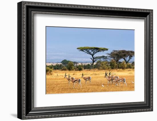 African Landscape with Gazelles, Amboseli, Kenya-Oleg Znamenskiy-Framed Photographic Print