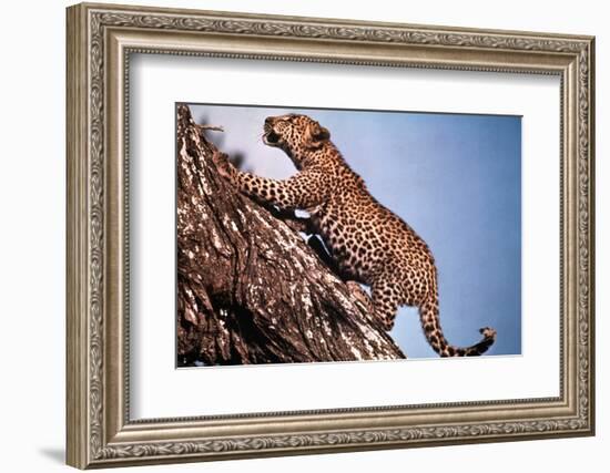 African Leopard Climbing a Tree-Bettmann-Framed Photographic Print