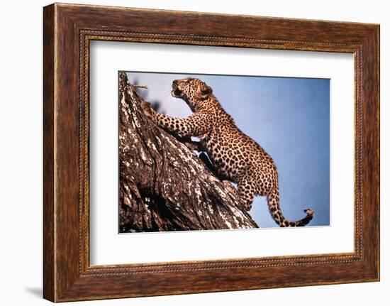 African Leopard Climbing a Tree-Bettmann-Framed Photographic Print