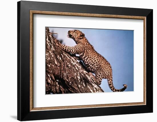 African Leopard Climbing a Tree-Bettmann-Framed Photographic Print