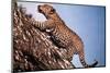 African Leopard Climbing a Tree-Bettmann-Mounted Photographic Print