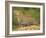 African Leopard, Masai Mara Game Reserve, Kenya-Joe McDonald-Framed Photographic Print