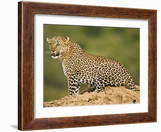 African Leopard, Masai Mara Game Reserve, Kenya-Joe McDonald-Framed Photographic Print