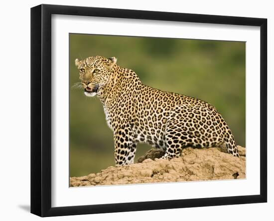 African Leopard, Masai Mara Game Reserve, Kenya-Joe McDonald-Framed Photographic Print