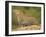 African Leopard, Masai Mara Game Reserve, Kenya-Joe McDonald-Framed Photographic Print