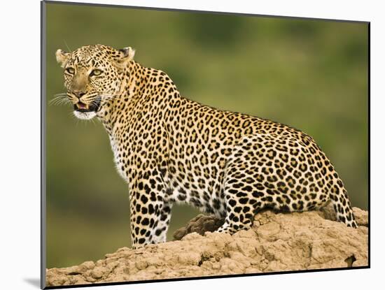 African Leopard, Masai Mara Game Reserve, Kenya-Joe McDonald-Mounted Photographic Print